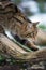 Scottish Wildcat