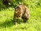 Scottish Wildcat