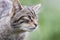 Scottish Wildcat