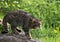 Scottish Wildcat