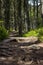 Scottish woods in Bennachie, Aberdeenshire