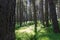 Scottish woods in Bennachie, Aberdeenshire