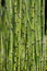 Scouring rush horsetail