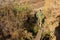 Scout crossing a narrow footbridge over a stream