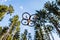 Scout drone in the forest