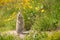 Scouting caucasian Ground Squirrel