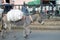 Scraggly donkey carrying baggage in the middle of the street