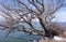 Scraggly Lake Tree