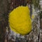 Scrambled egg Slime Mold, Fuligo septica, on tree close-up, selective focus, shallow DOF