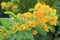 Scrambled Egg Tree - Senna surattensis (Burm.f.)