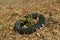 Scrap tire in a field