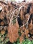 Scraped fir tree on tree pile.