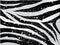 Scrapped vector zebra background