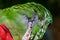 Scratch That Itch - Colourful native Australian Rosella bird scratching its head