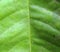 Scratched green leaves focus texture