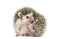 Scratching European Hedgehog sitting in front of white background