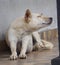 Scratching large white blonde dog lying on the floor in front of the house