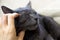 Scratching the right ear of a gray disgruntled Burmese cat with a female hand. horizontal