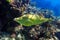 Scrawled filefish - aluterus scriptus Big green fish with light-blue spots