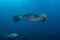 Scrawled Filefish eating a Jellyfish in a tropical Andaman sea