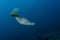 Scrawled Filefish eating a Jellyfish in a tropical Andaman sea