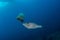 Scrawled Filefish eating a Jellyfish in a tropical Andaman sea