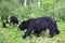 A scrawny black bear and cub tormented by insects