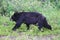 A scrawny black bear tormented by insects