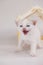 Scream concept. Call and agitation. Little white kitten in the house. Mortgage end. Requirement for improved living. Kitten on