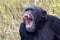 screaming, aggressive wild chimpanzee primate