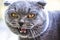 Screaming attractive face Scottish fold cat close