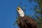 Screaming Bald Eagle