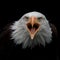 Screaming bald eagle schreiender Weisskopfseeadler