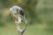 Screaming Black-winged kite Elanus caeruleus on a branch. Green background. Noord Brabant in the Netherlands.