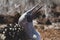 Screaming blue footed booby