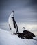 Screaming chin strap penguin yells for mate in Antarctica