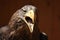 Screaming eagle, Sea eagle (Haliaeetus albicilla)