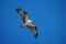 Screaming flying osprey sea hawk hunting