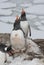 Screaming Gentoo penguins.