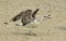 Screaming herring gulls on the sand. Closeup.