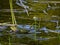 Screaming male frog on a water surface