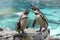 Screaming penguins on the stone. Loro Parque. Spain. Tenerife.