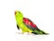 Screaming Red-Winged Parrot (Aprosmictus erythropterus) in profile