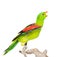 Screaming Red-Winged Parrot (Aprosmictus erythropterus) in profile. isolated