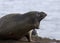 Screaming sea lion in Antarctica