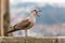 Screaming Seagull, close-up. Nature Porto.