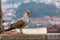 Screaming Seagull sitting on a blurred background of the old town. Nature.