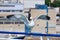 Screaming Seagull Sitting On Ferry Handrail