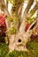 Screaming tree - Tree branching off into multiple trunks has two knotholes that look like mouths screaming - Closeup with pink