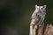 Screech Owl